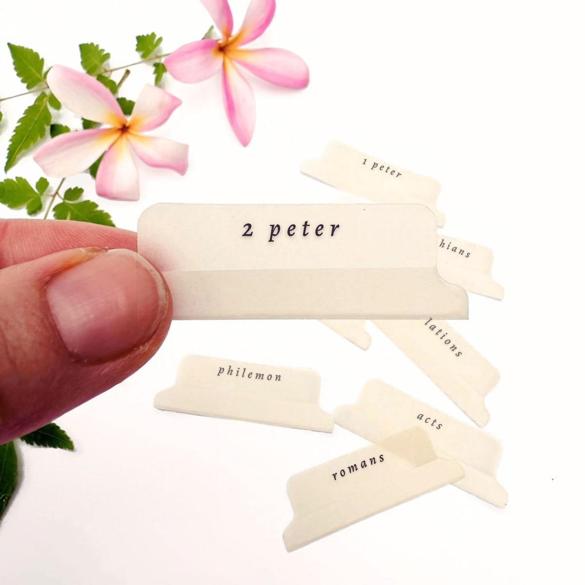 Sand Brown Script Bible Tab